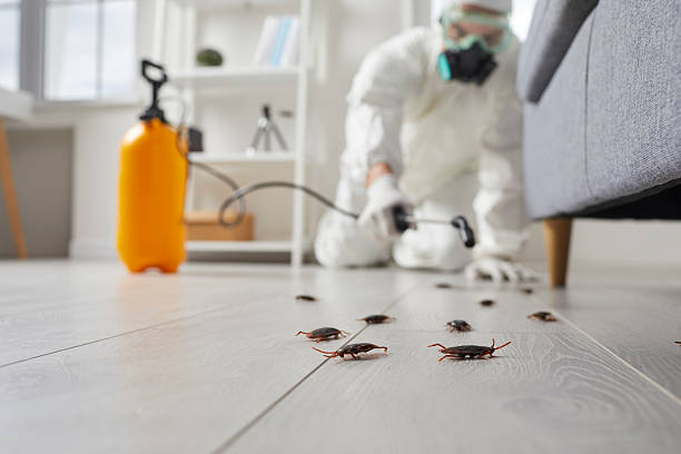 Post-Treatment Bed Bug Interceptor Monitoring in Pine Grove
